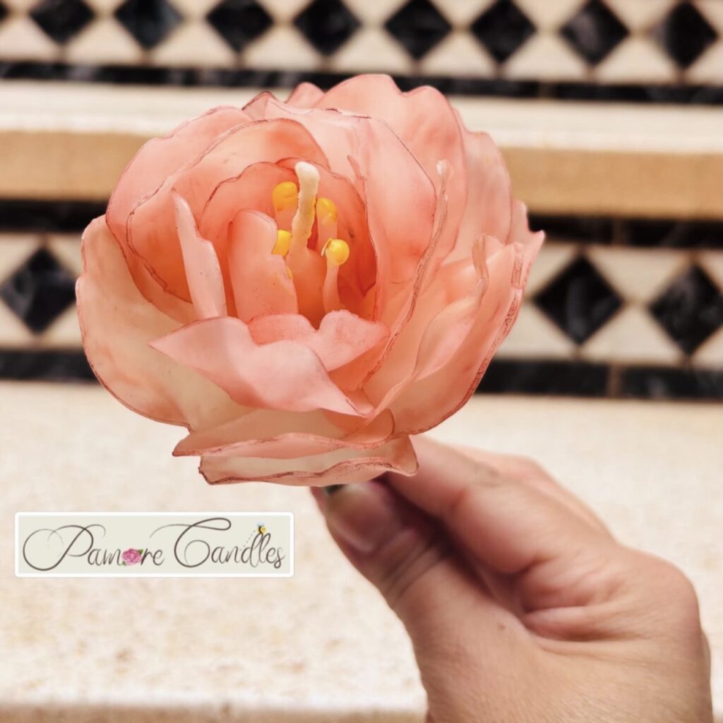 Tulip-Double-Early-hand
